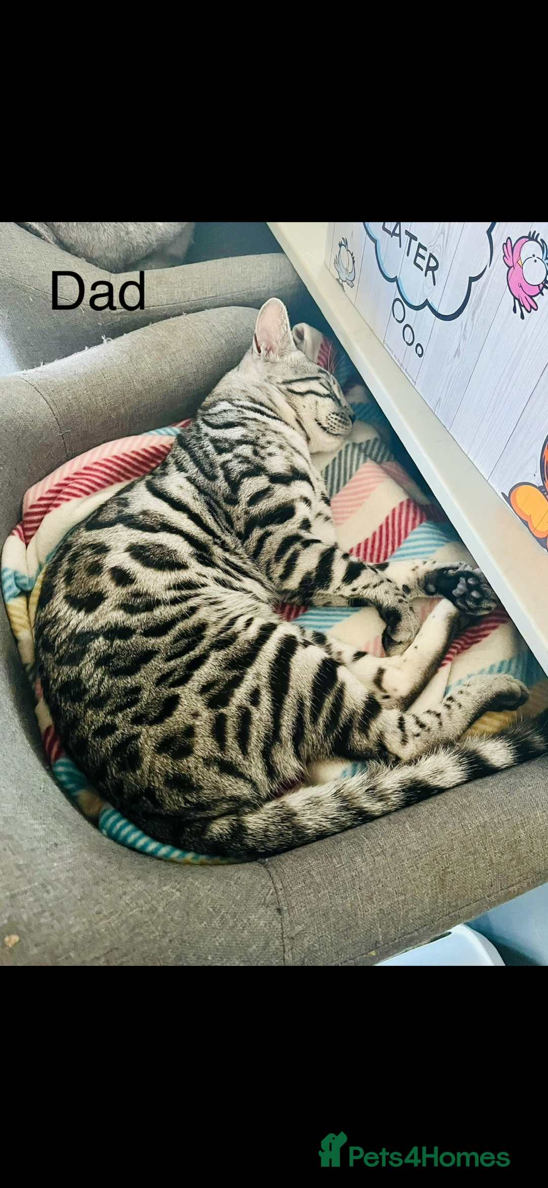 Bengal cats for sale: 4 Rare Tica Registered Bengal Kittens - Image 37