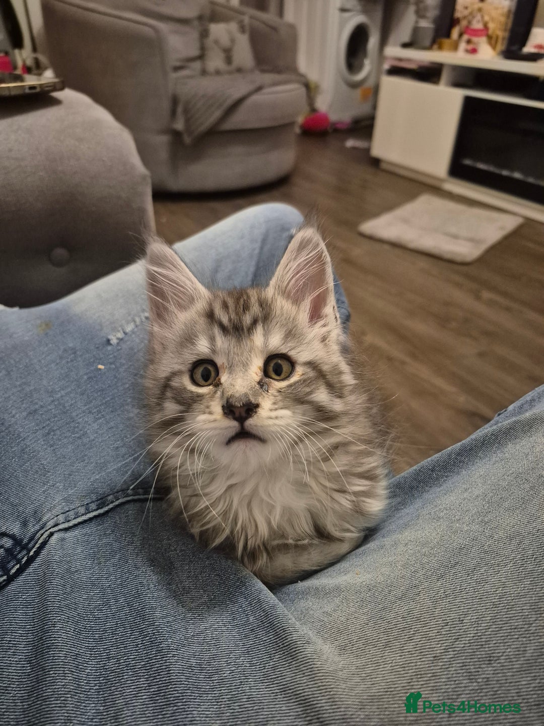 Maine Coon cats for sale: Male maine coon  - Advert 4