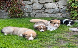 Border Collie dogs for sale: Beautiful border collie puppies for sale  - Image 10