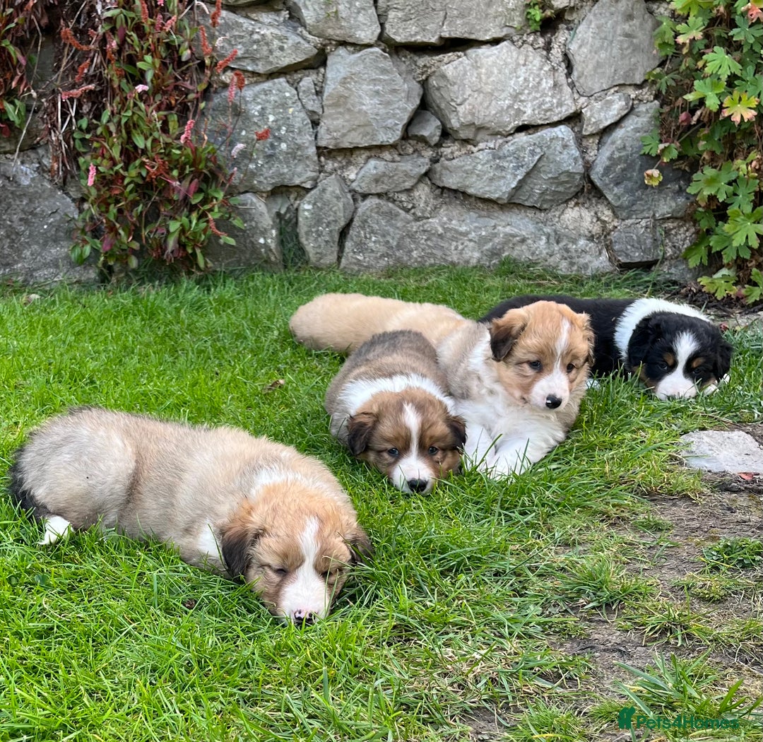 Border Collie dogs for sale: Beautiful border collie puppies for sale  - Image 10