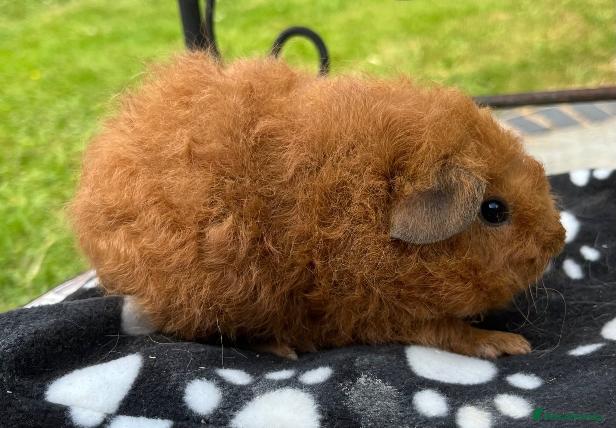 Guinea Pig rodents Guniea pigs. - Advert 9
