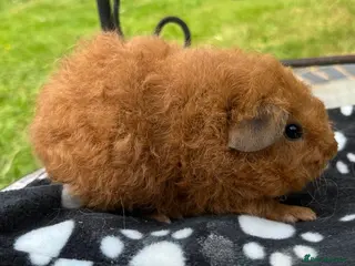 Guinea Pig rodents Guniea pigs. - Advert 9