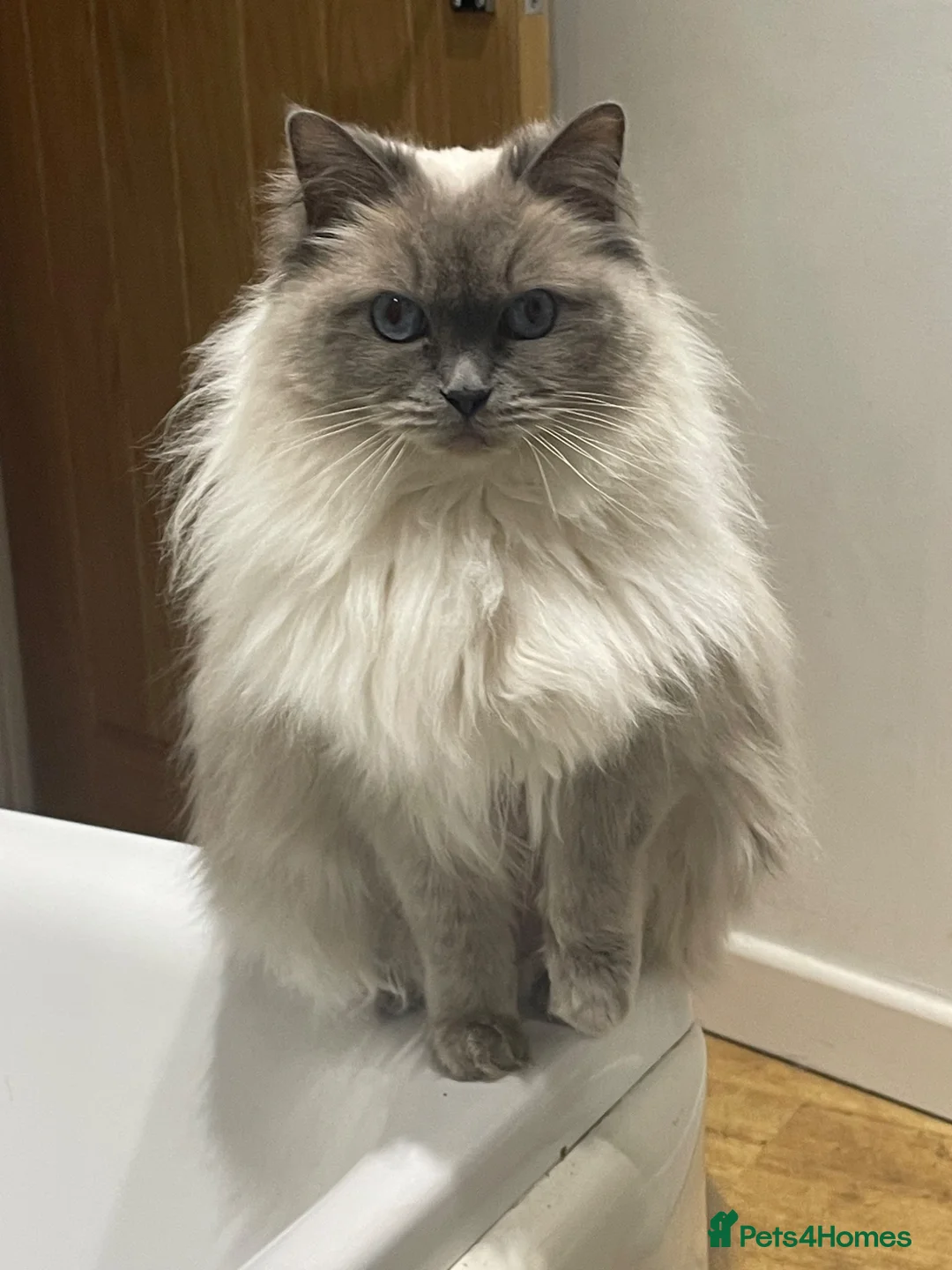 Maine Coon cats for sale: Beautiful maincoon cross ragdolls  - Advert 19