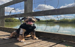 Mixed Breed dogs for sale: Bullweiler puppy  - Image 2