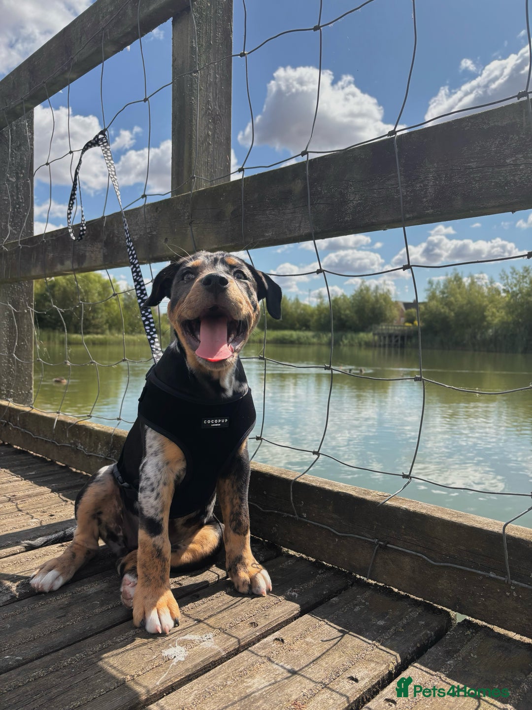Mixed Breed dogs for sale: Bullweiler puppy  - Image 2