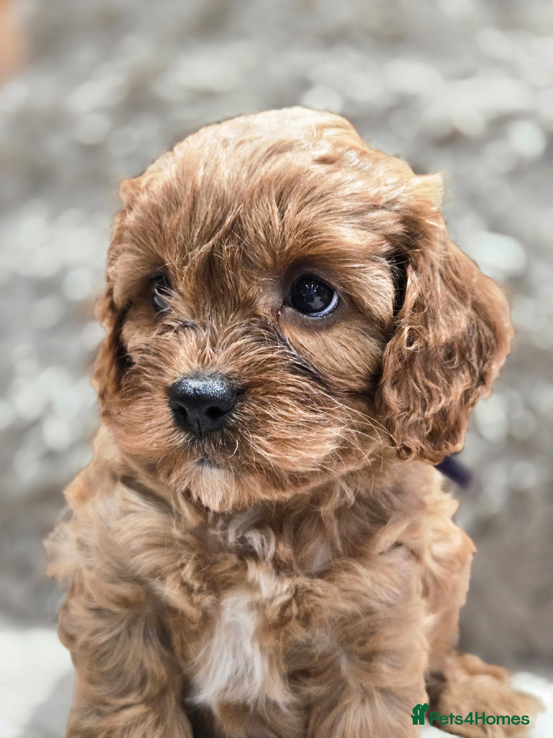 Cavapoo dogs for sale: Gorgeous Red Cavapoo Puppies - Advert 21