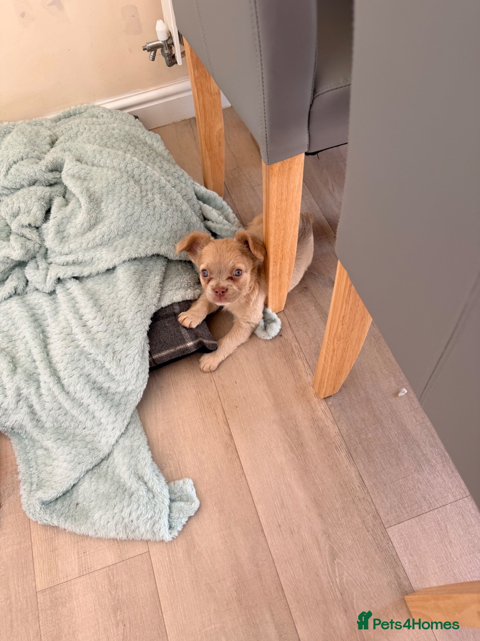 French Bulldog dogs 💕 gorgeous fluffy frenchie girl  - Advert 2