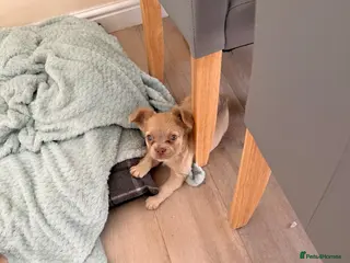 French Bulldog dogs 💕 gorgeous fluffy frenchie girl - Advert 1