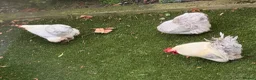 Chickens poultry for sale: Lavender Pekin Chickens - Advert 3