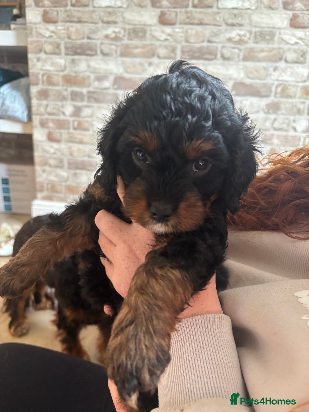 Cavapoo dogs for sale: Outstanding Blk and tan toy cavapoo male left  - Image 29