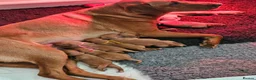 Labrador Retriever dogs for sale: Fox red Labrador puppies  in Thetford - Advert 4
