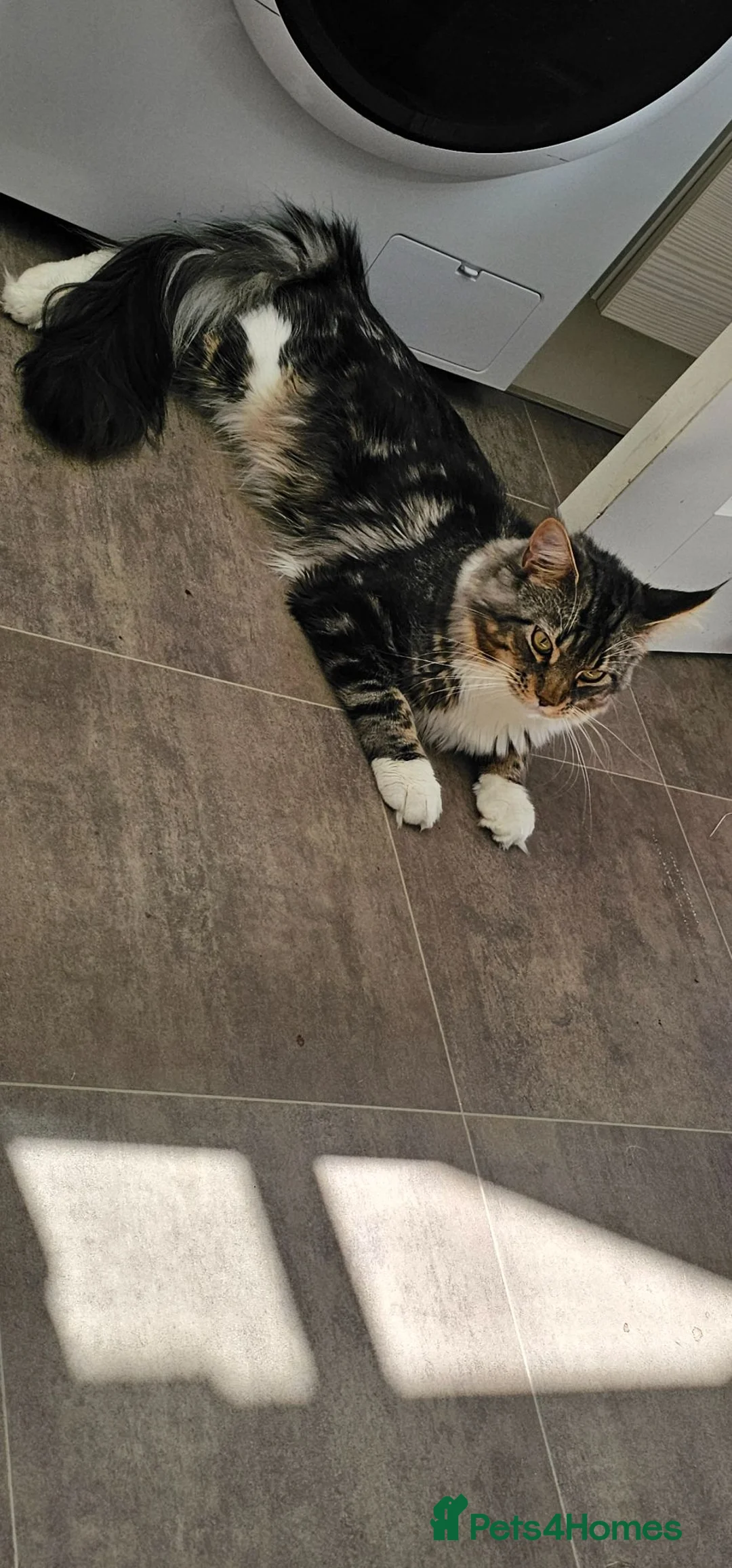 Maine Coon cats for sale: 1yr maine coon - Advert 3
