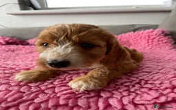 Cockapoo dogs for sale: Adorable cockerpoo girls - Image 5