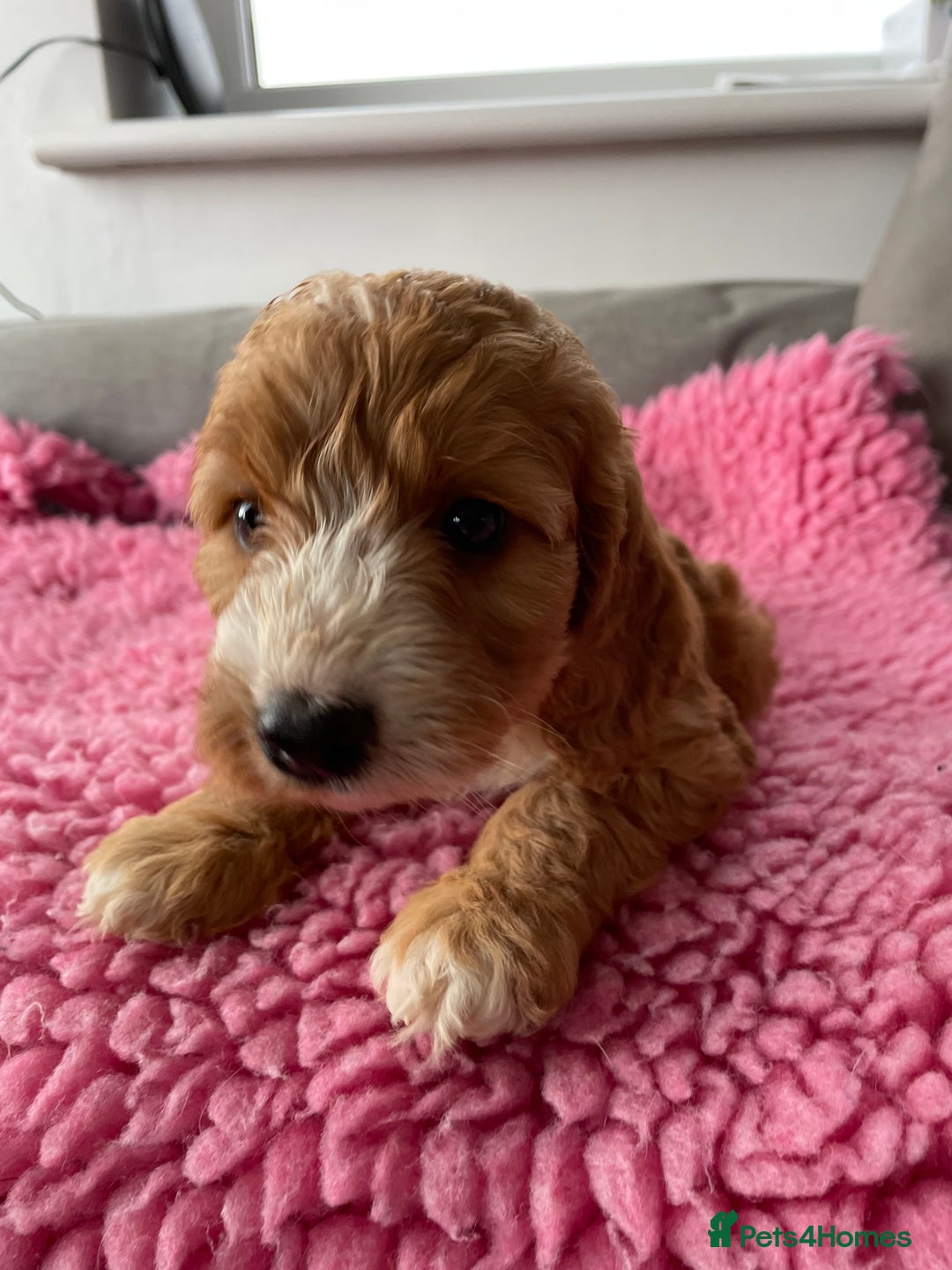 Cockapoo dogs for sale: Adorable cockerpoo girls - Image 5