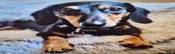 Miniature Dachshund dogs for sale: 2 beautiful black and tan girls  - Advert 4