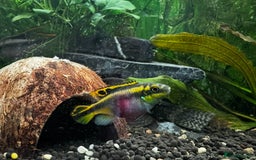 Shrimps fish for sale: Multiple fish & shrimp, please see description  - Image 9