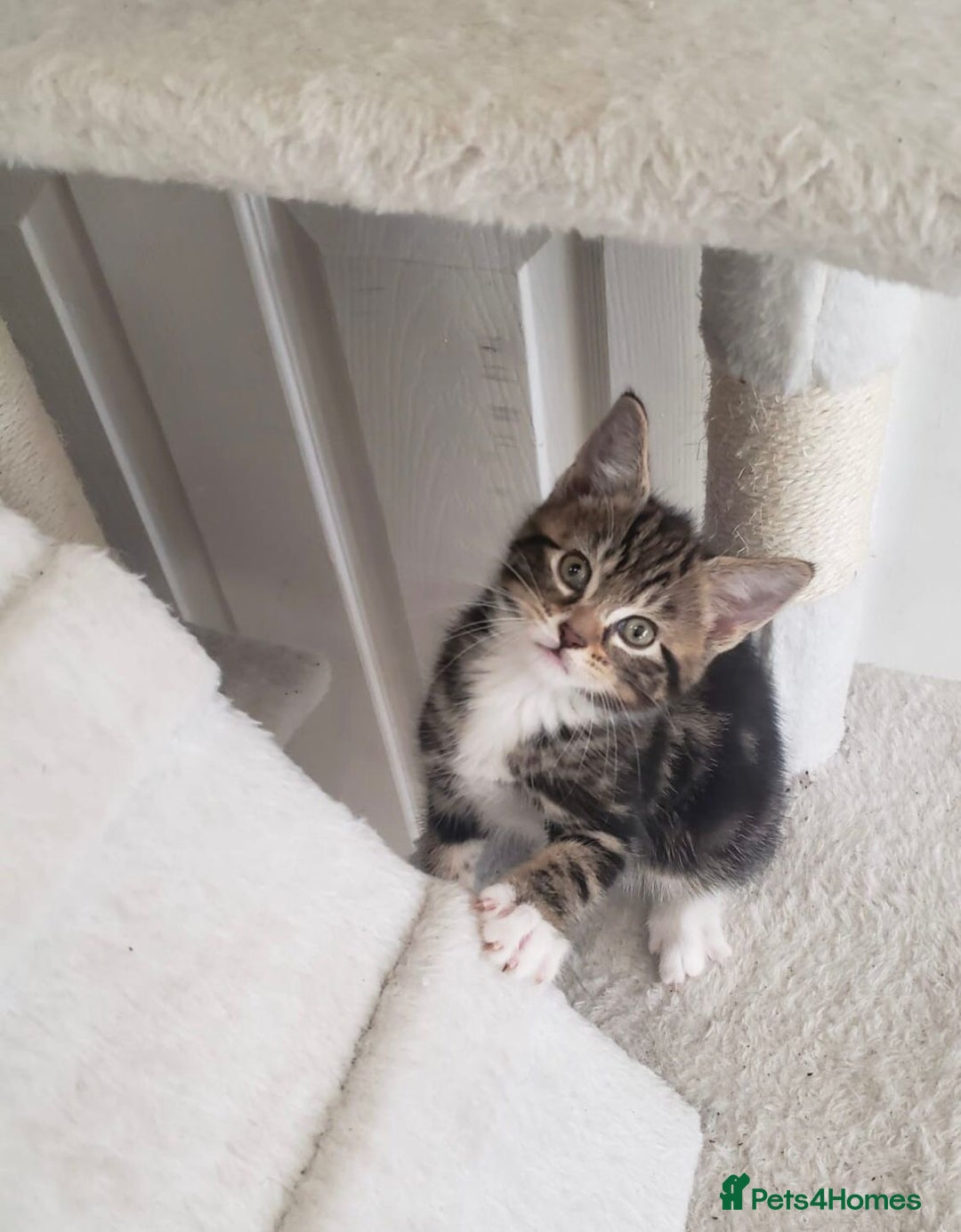Mixed Breed cats for sale: Lovely Kittens 🤎 Grey 200, Tabby 130 - Image 8