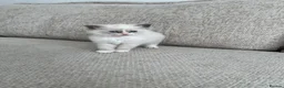 Ragdoll cats for sale: Ragdoll Babies - Advert 3