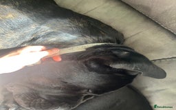 Cane Corso dogs for stud: ZEUS CANECORSO STUD - Image 7
