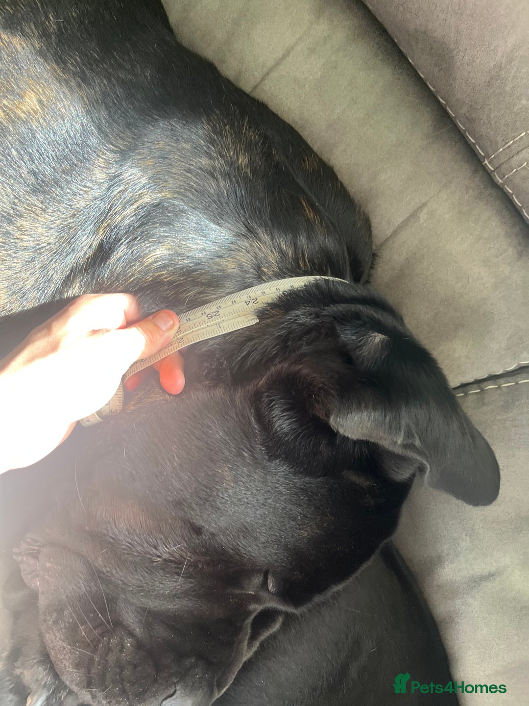 Cane Corso dogs for stud: ZEUS CANECORSO STUD - Image 7