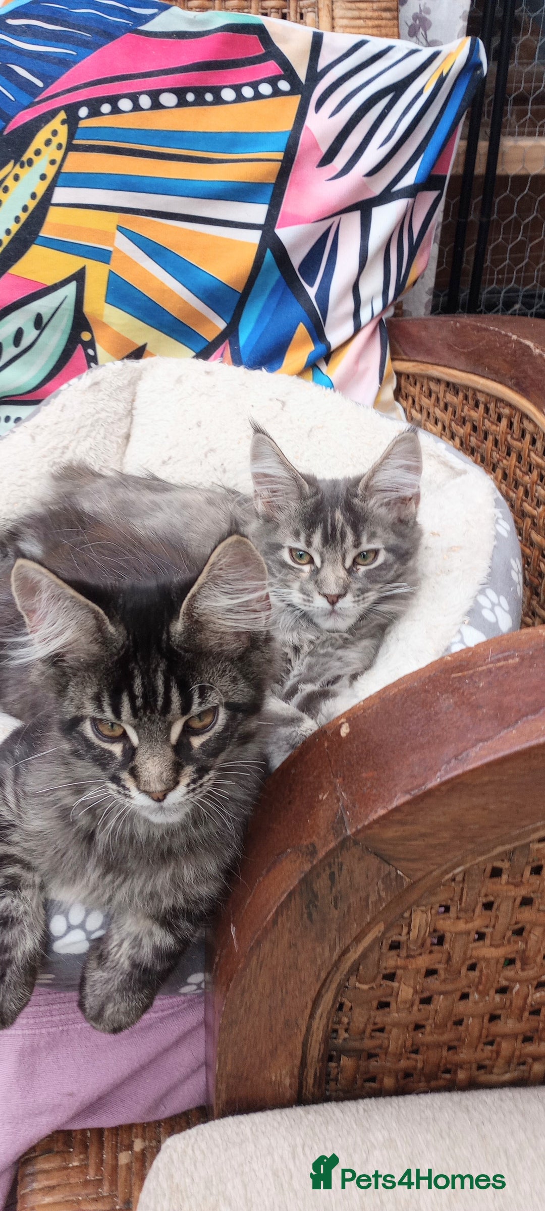 Maine Coon cats for sale: Maine coon purebred pedigre xl in Barnsley - Image 1
