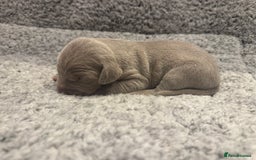 Weimaraner dogs for sale: 🐾 KC Registered Weimaraner Puppies 🐾 - Image 9