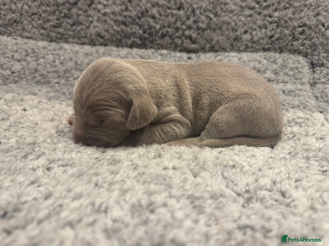 Weimaraner dogs for sale: 🐾 KC Registered Weimaraner Puppies 🐾 - Image 9