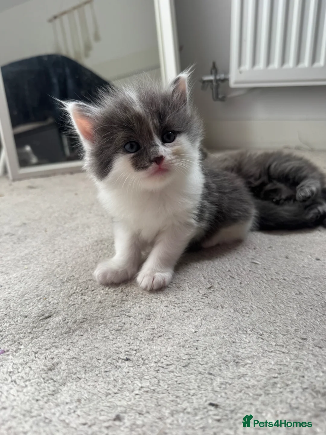 Ragdoll cats for sale: Ragdoll/mixed maincoon - Advert 2