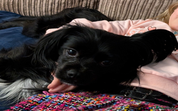 Mixed Breed dogs for sale: Chilier male Charlie  - Image 2