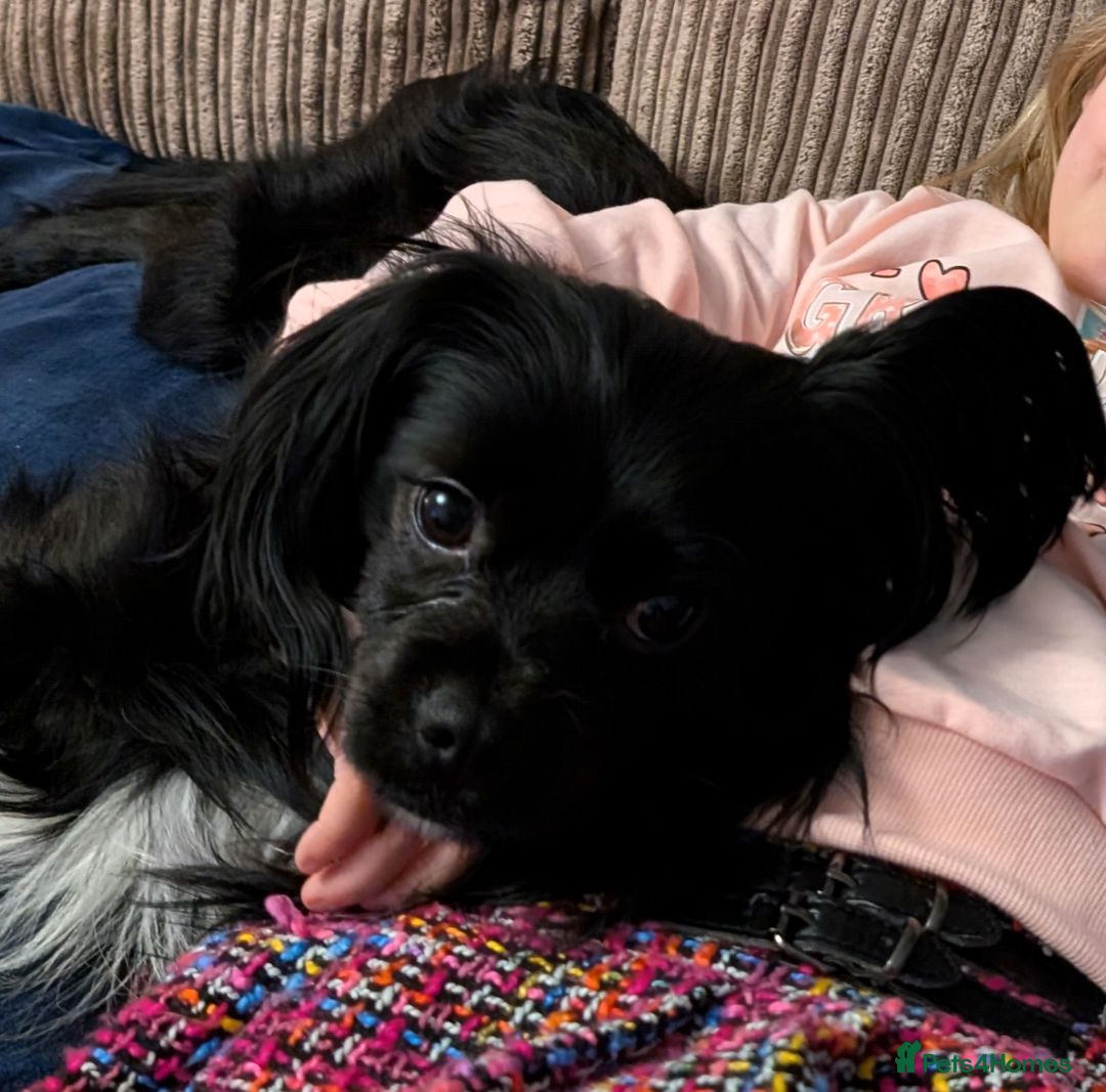 Mixed Breed dogs for sale: Chilier male Charlie  - Image 2