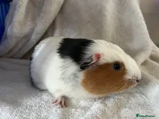 Guinea Pig rodents Guineapigs - Advert 20