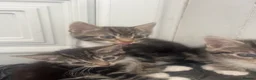 British Longhair cats for sale: Tabby kitten  in Westcliff-on-Sea - Advert 5