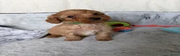 Cockapoo dogs for sale: 🐾BEAUTIFUL F1 COCKERPOOS REGISTERED BREEDER 🐾 - Advert 12