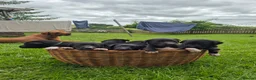 Borador dogs for sale: Collie x Labrador pups  in Llandrindod Wells - Advert 1