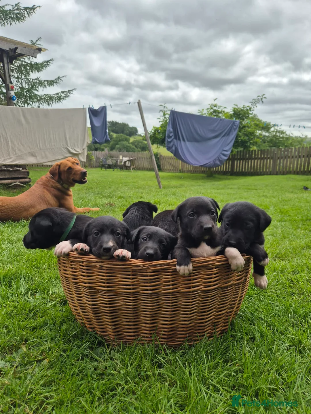 Borador dogs for sale: Collie x Labrador pups  in Llandrindod Wells - Advert 1