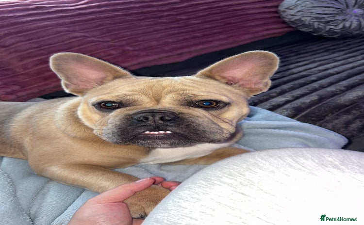 French Bulldog dogs - Advert 7