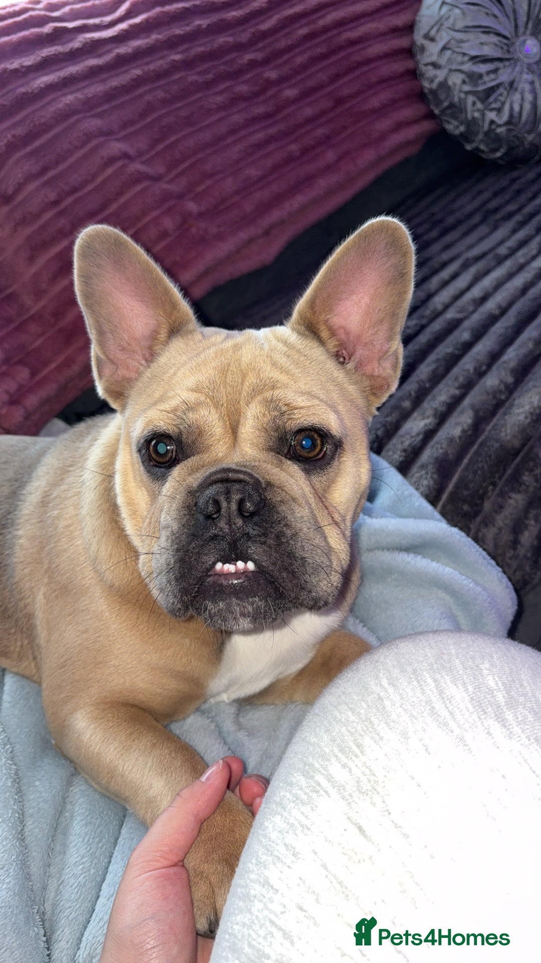 French Bulldog dogs for sale: Female frenchie for rehoming  - Image 1