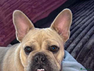 French Bulldog dogs - Advert 25