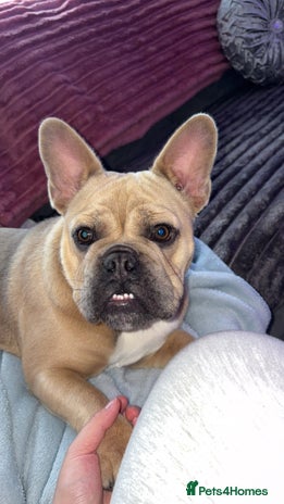 French Bulldog dogs - Advert 4
