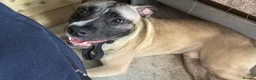 Mixed Breed dogs for sale: Looking for a home  in Hereford - Advert 5