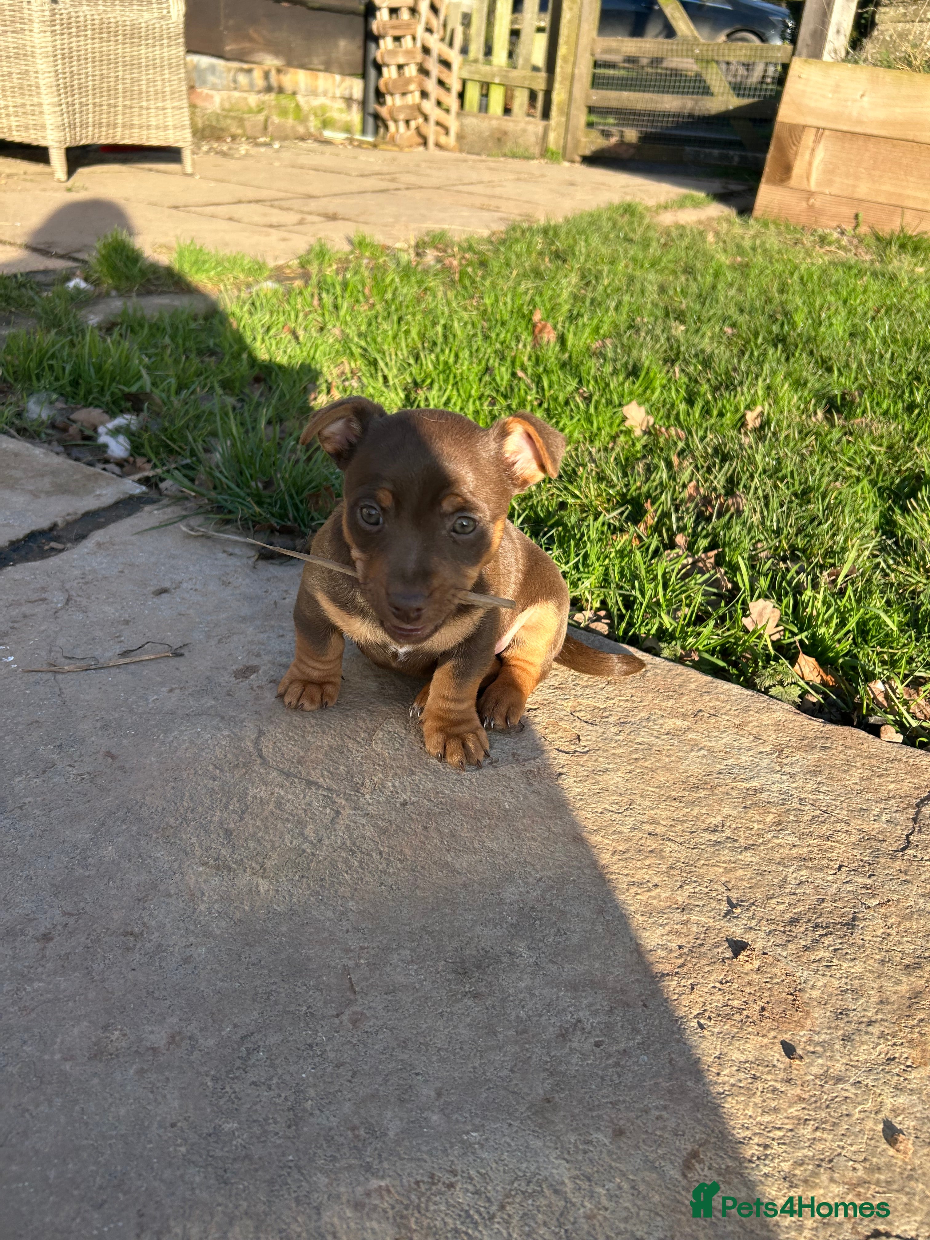 Jack Russell dogs Stunning chocolate miniature jack russell pups  - Advert 2