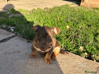Jack Russell dogs Stunning chocolate miniature jack russell pups - Advert 2