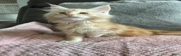 Maine Coon cats for sale: Stunning Maine Coon babies - Advert 11