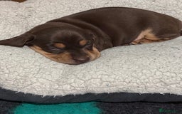 Mixed Breed dogs for sale: Adorable Daschund x spaniel pups  - Advert 30