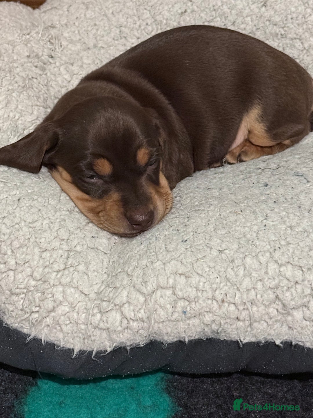 Mixed Breed dogs for sale: Adorable Daschund x spaniel pups  - Advert 30