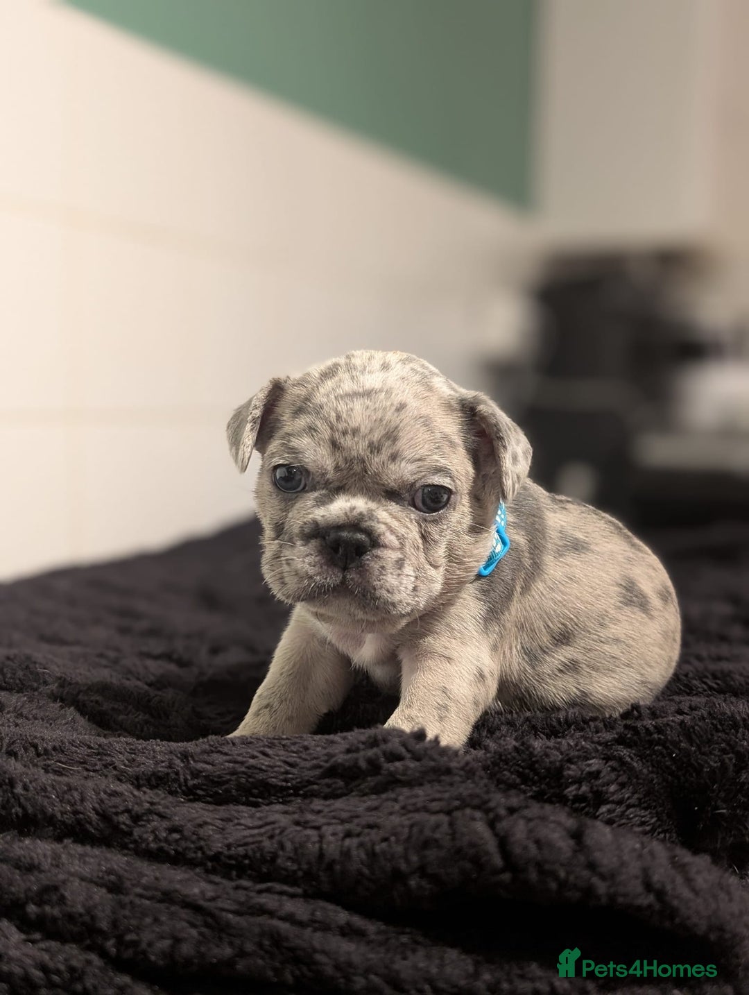 French Bulldog dogs for sale: 6 lovely French bulldog puppies  - Advert 4