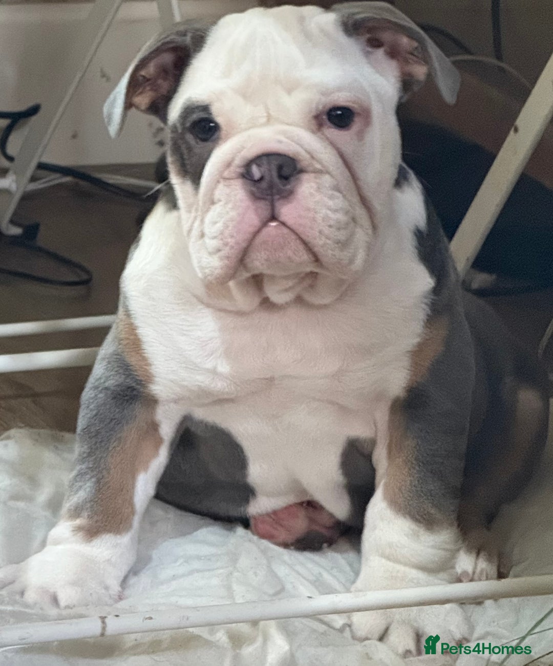 English Bulldog dogs for sale: English bulldogs pup - Advert 4