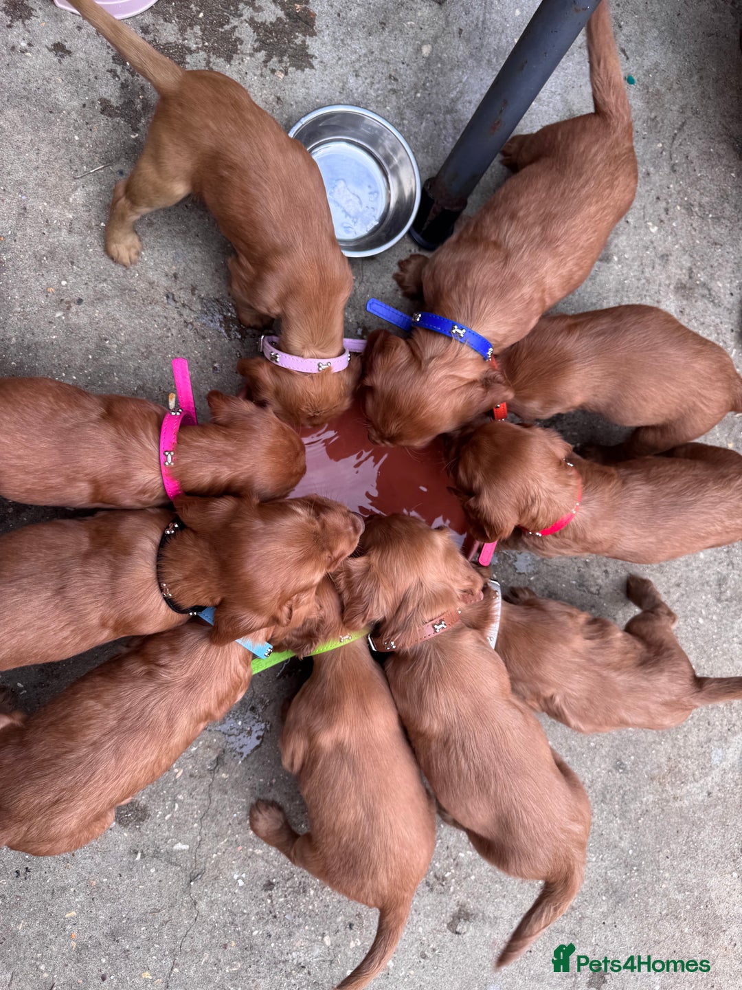 Cocker Spaniel dogs for sale: Pure breed cocker spaniels puppies  - Image 14