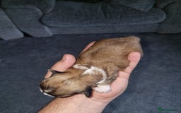 Lhasa Apso dogs for sale: Lhasa apso puppies  - Image 8