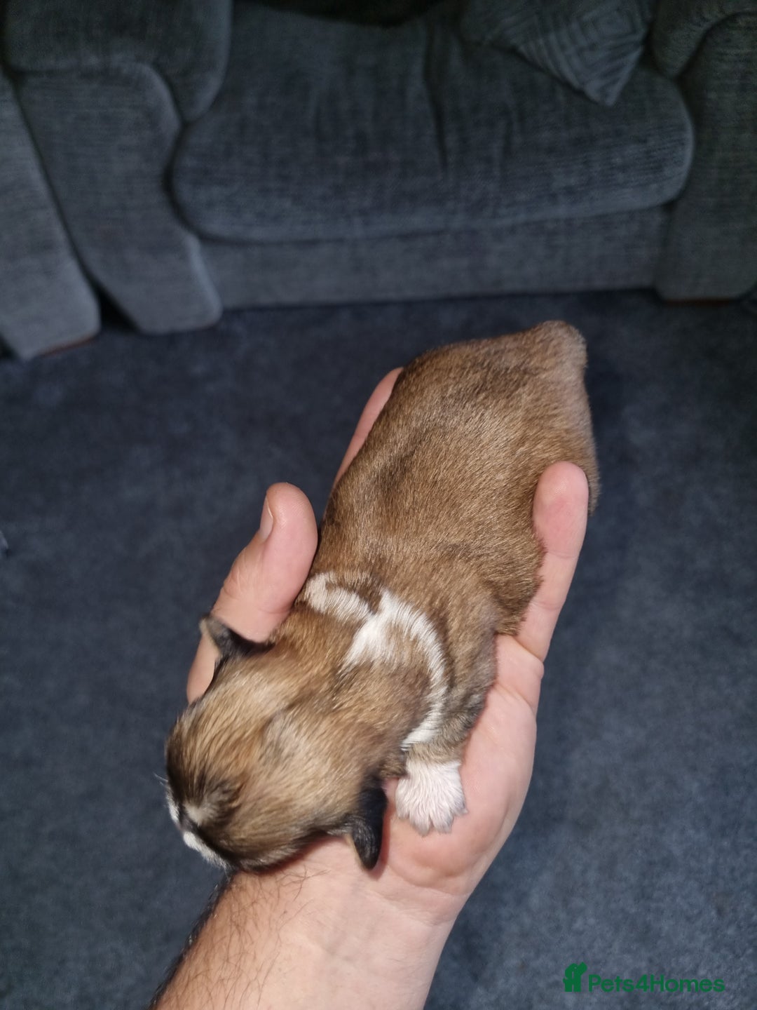 Lhasa Apso dogs for sale: Lhasa apso puppies  - Image 8